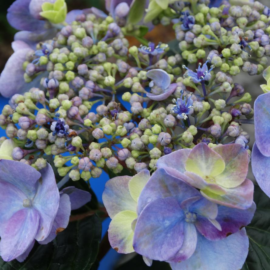 Hydrangea macrophylla Endless Summer® 'Pop Star™'