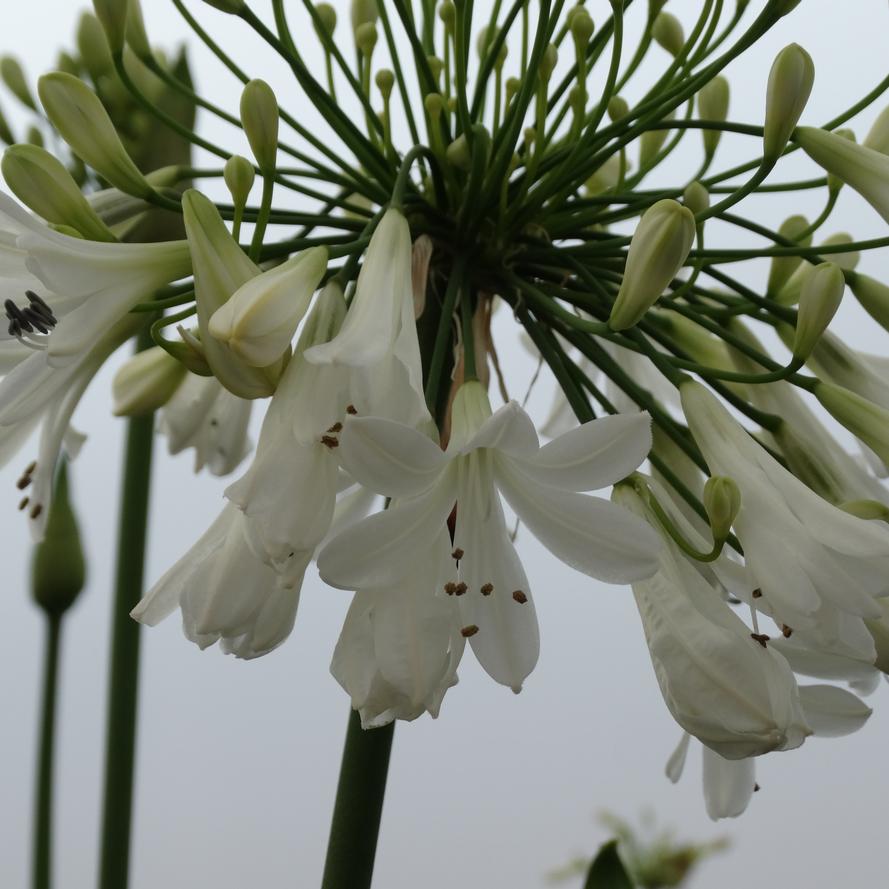 Agapanthus hybrid 'Double Diamond'