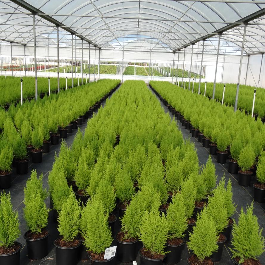 Cupressus macrocarpa 'Goldcrest'