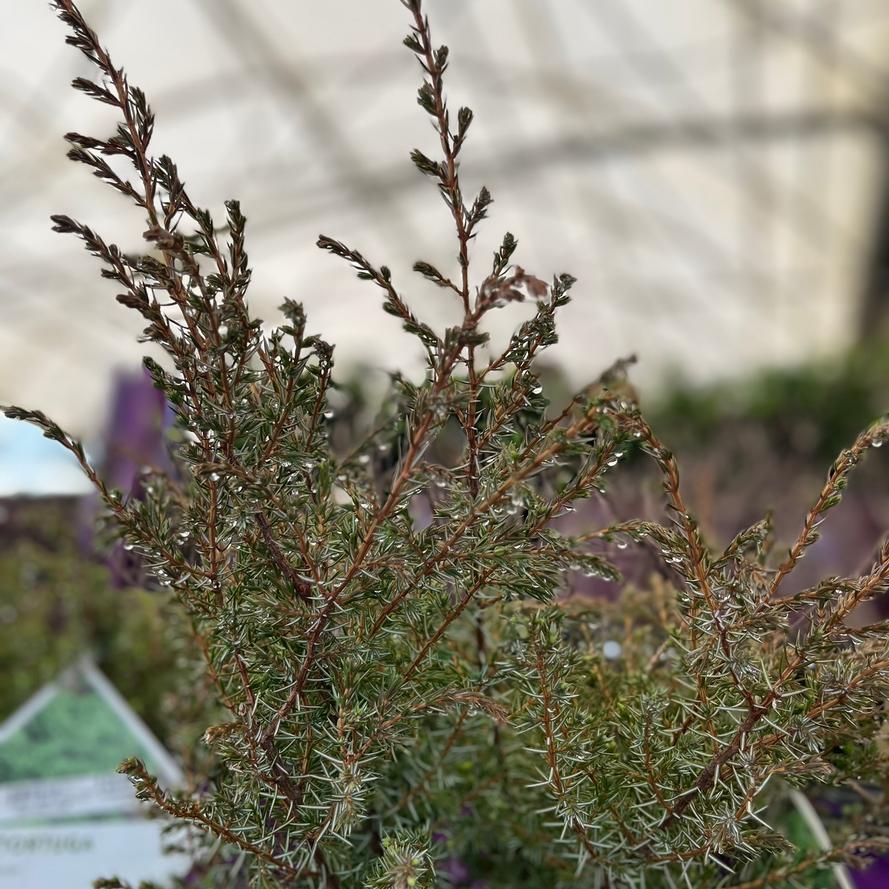 Juniperus communis 'Tortuga&reg'