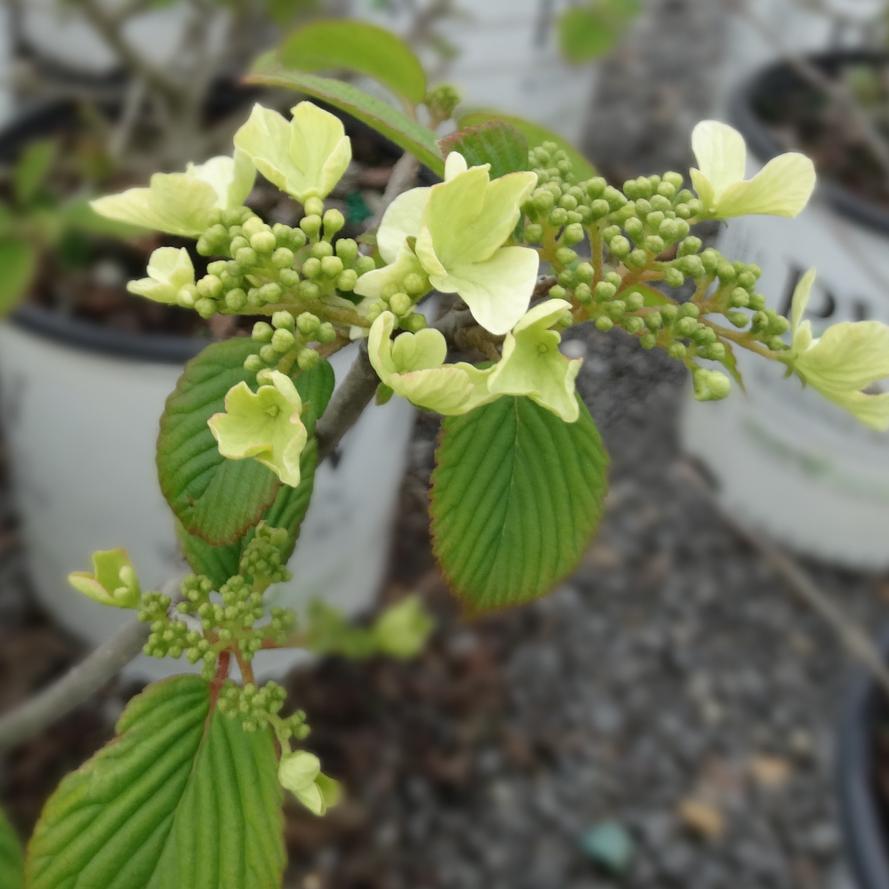 Viburnum plicatum var. tomentosum 'Steady Eddy&reg'