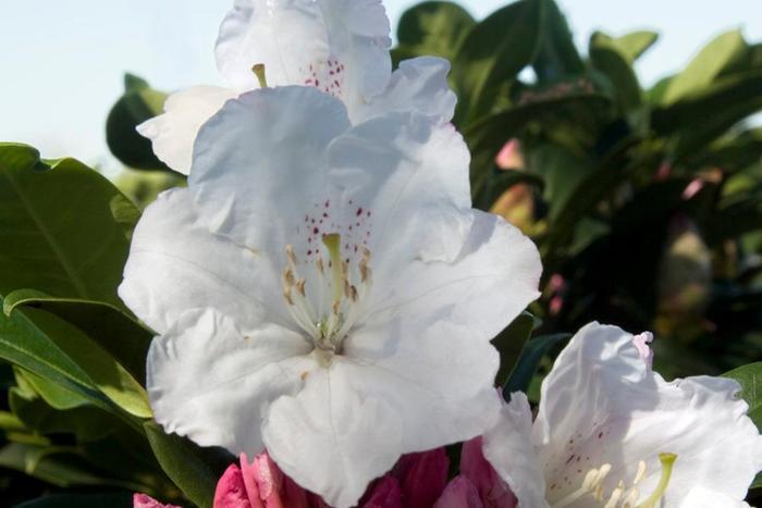 Rhododendron hybrid Southgate® 'Divine™'