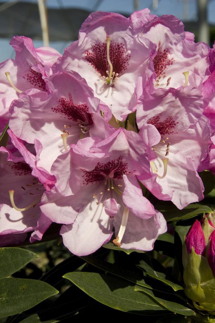 Rhododendron hybrid Southgate® 'Elegance™'