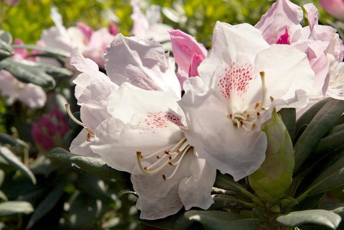 Rhododendron hybrid Southgate® 'Grace™'