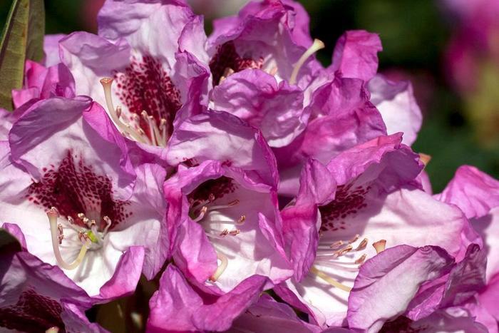 Rhododendron hybrid Southgate® 'Radiance™'