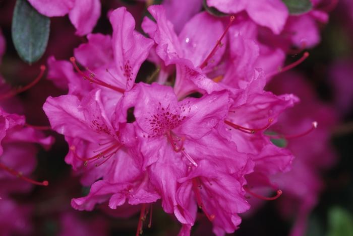 Rhododendron Gable hybrid 'Karen'