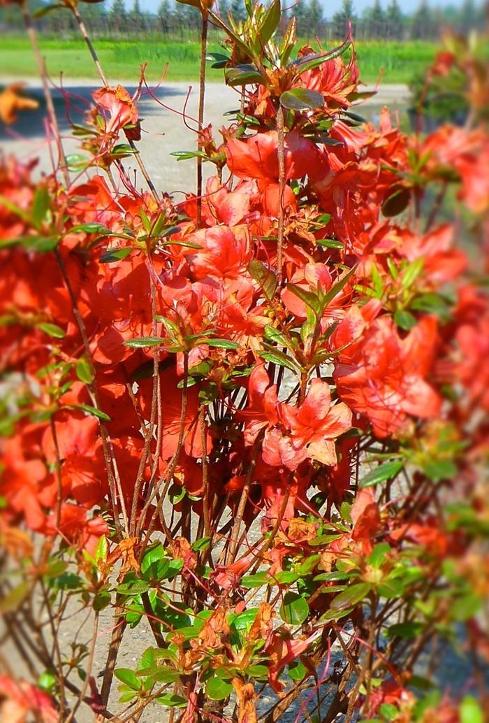 Rhododendron Gable hybrid 'Stewartstonian'