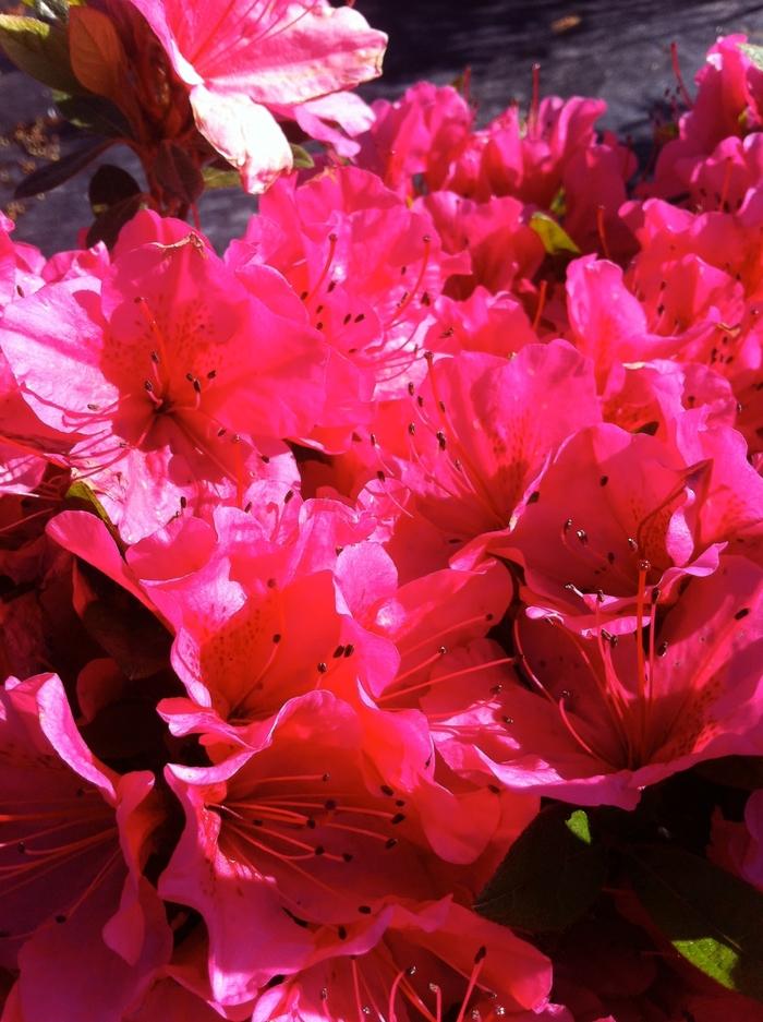 Rhododendron Girard hybrid 'Girard's Renee Michelle'