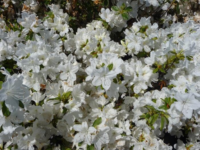 Rhododendron Glenn Dale hybrid 'Delaware Valley White'