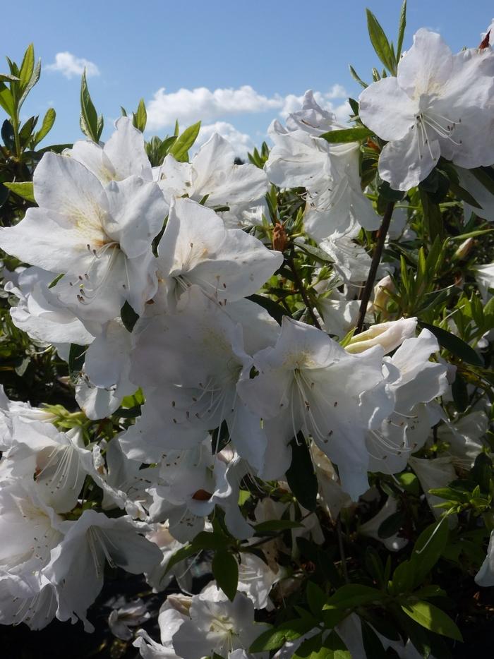 Rhododendron indica 'Mrs. G.G. Gerbing'