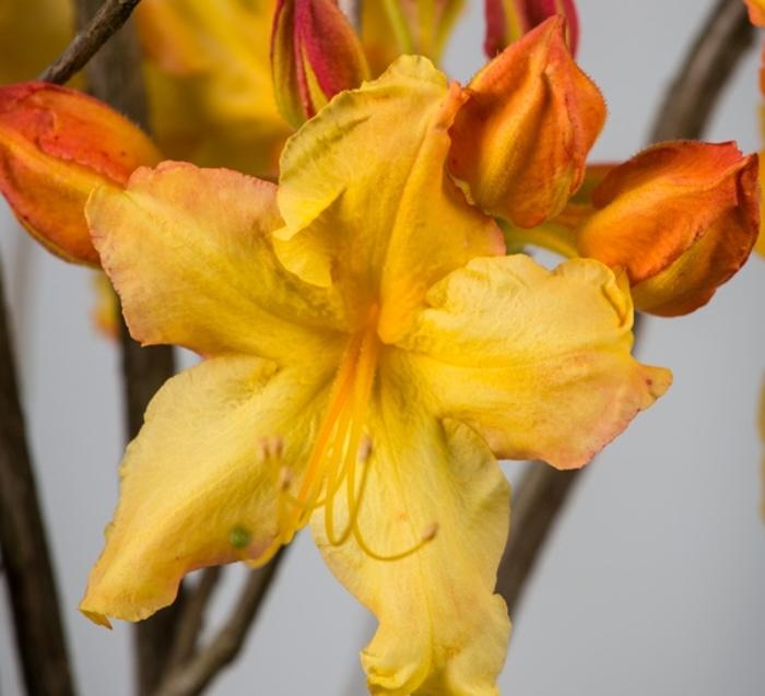 Rhododendron hybrid Sunbow® 'Solar Flare™'