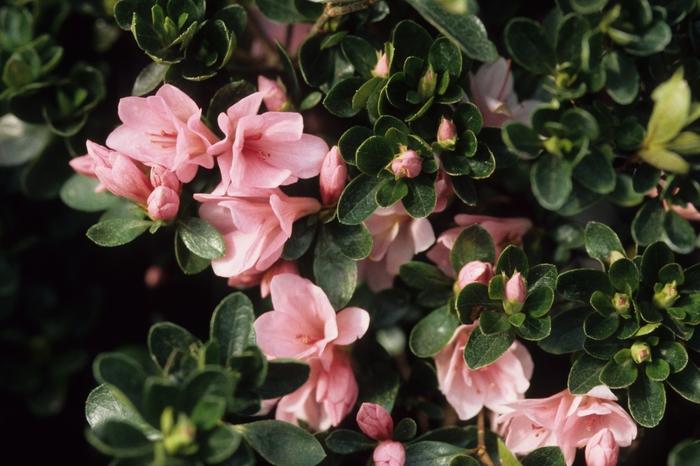 Rhododendron Kurume hybrid 'Coral Bells'