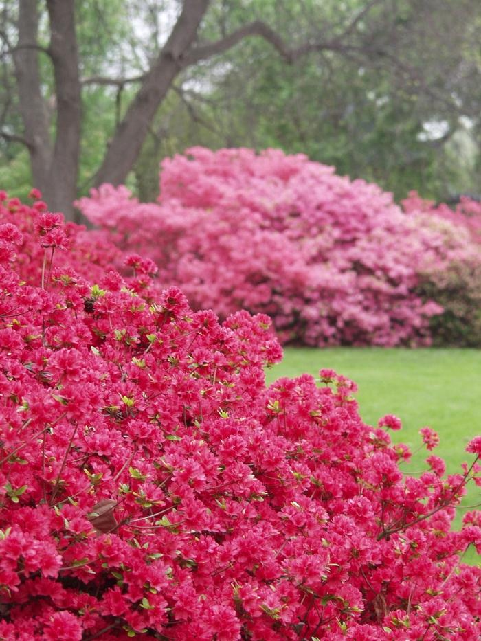 Rhododendron Kurume Hybrid 'Hino-Crimson'