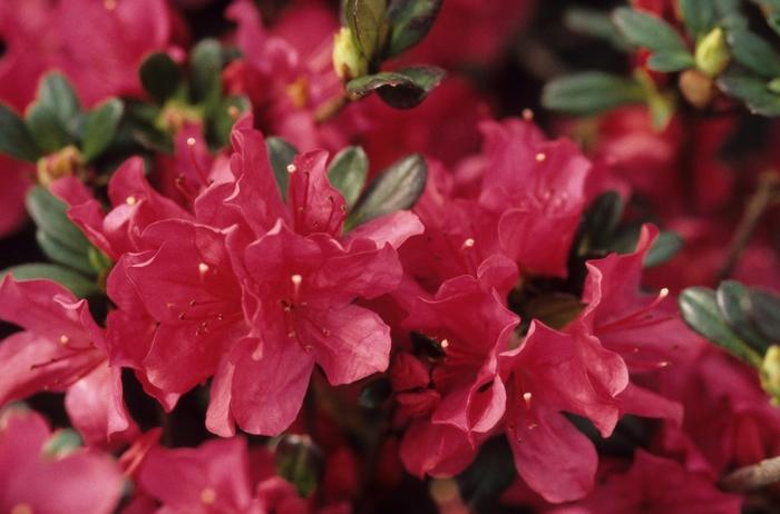 Rhododendron hybrid 'Hinodegiri'