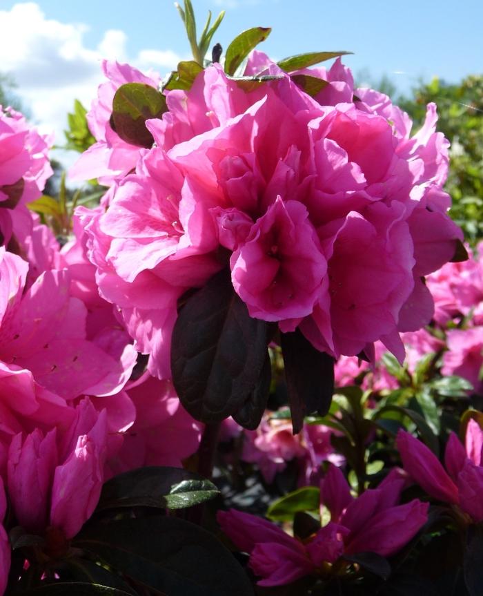 Rhododendron hybrid 'Pink Ruffle'