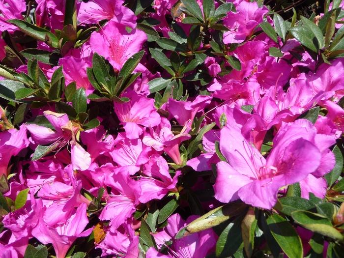 Rhododendron Southern Indica hybrid 'Purple Formosa'