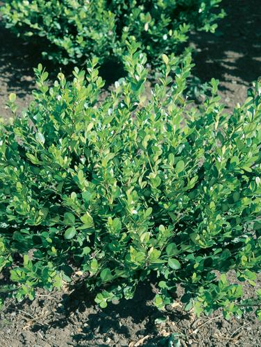 Buxus microphylla var. japonica 'Wintergreen'
