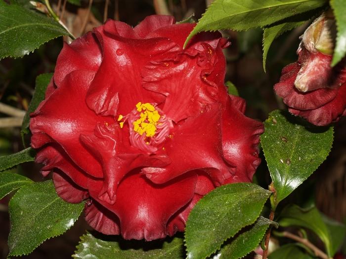 Camellia japonica 'Black Magic'