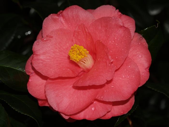 Camellia japonica 'Christmas Beauty'