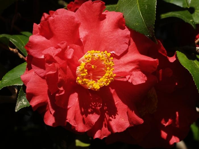 Camellia japonica 'Don Mac'