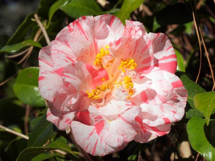 Camellia japonica 'Rebel Yell'