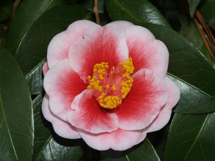 Camellia japonica 'Tama Vino'