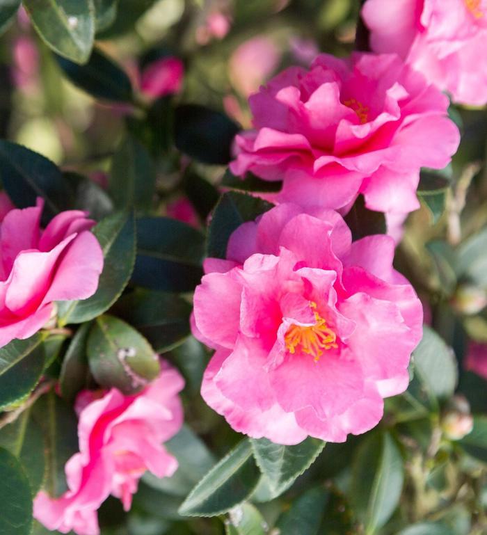 Camellia sasanqua 'Alabama Beauty'