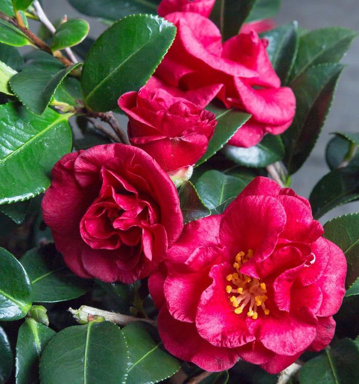 Camellia sasanqua 'Bella Rouge'