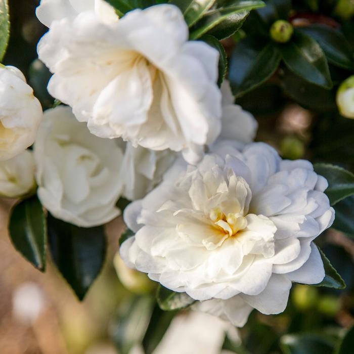 Camellia sasanqua October Magic® 'Bride'