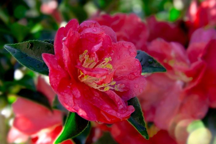 Camellia sasanqua October Magic® 'Rose'