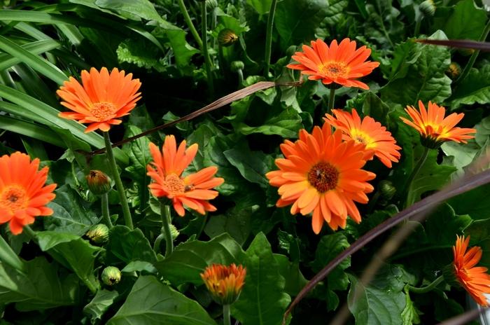 Gerbera 'Electric Orange'