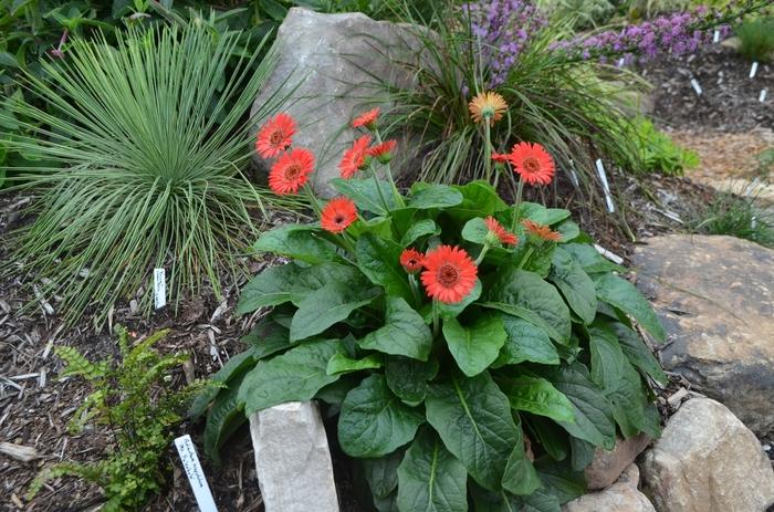 Gerbera 'Scarlet'