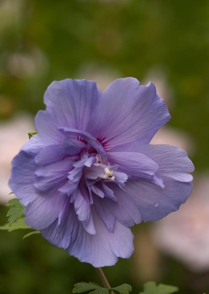 Hibiscus syriacus 'Blue Chiffon®'