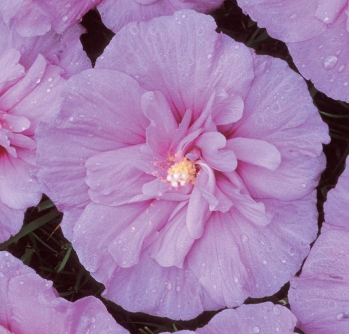 Hibiscus syriacus 'Lavender Chiffon®'