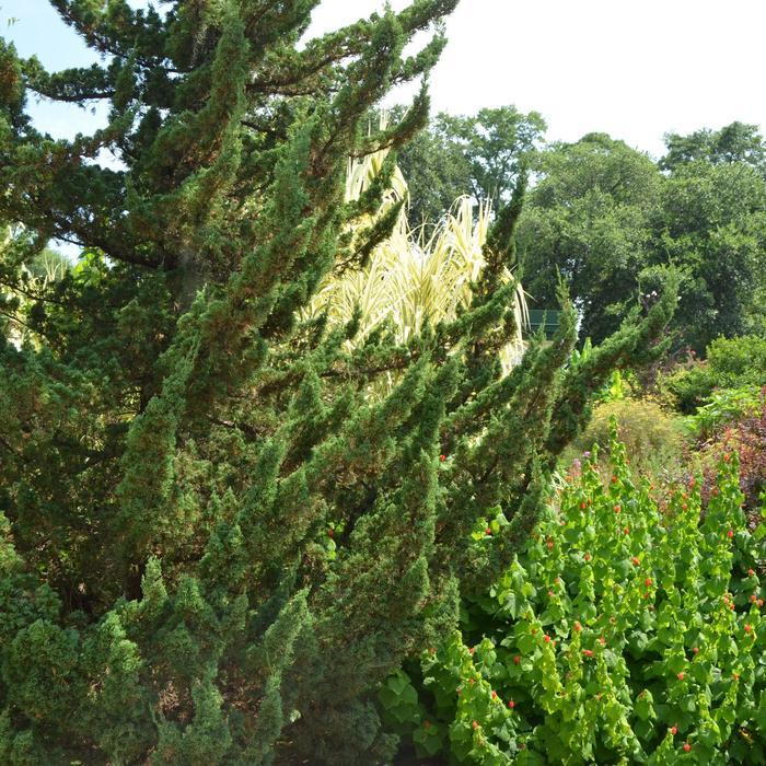 Juniperus chinensis 'Hollywood Torulosa'