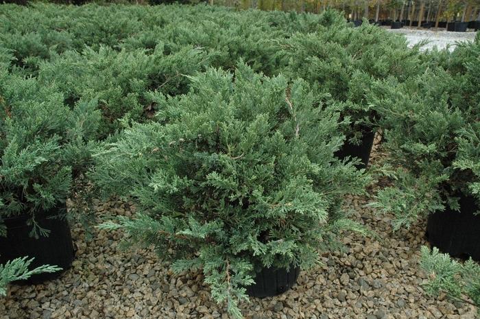 Juniperus davurica 'Parsonii'