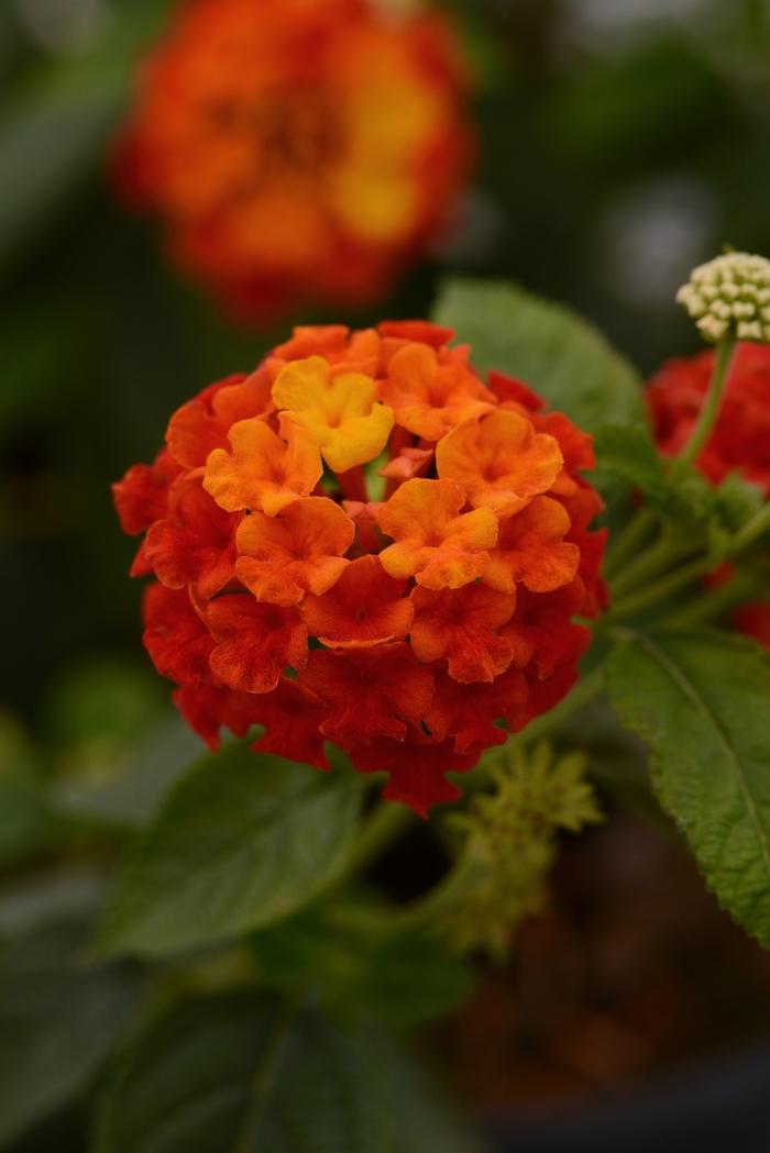 Lantana camara Little Lucky™ 'Little Lucky™ Red'