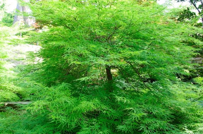 Acer palmatum var. dissectum 'Viridis'