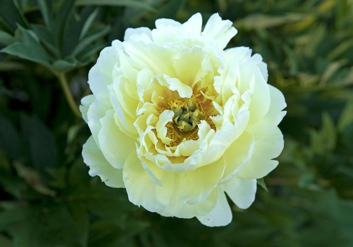 Paeonia 'Bartzella'