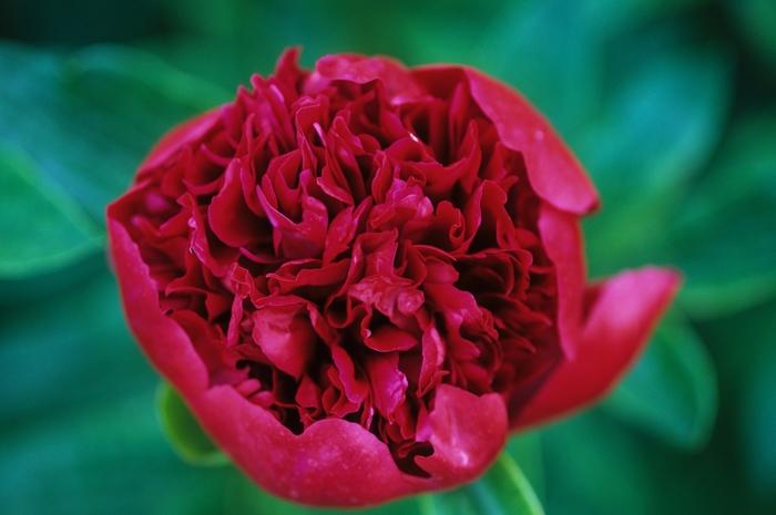 Paeonia 'Red Charm'