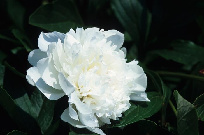 Paeonia lactiflora 'Festiva Maxima'