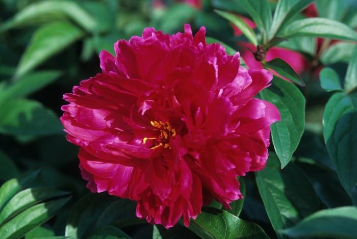 Paeonia lactiflora 'Karl Rosenfeld'