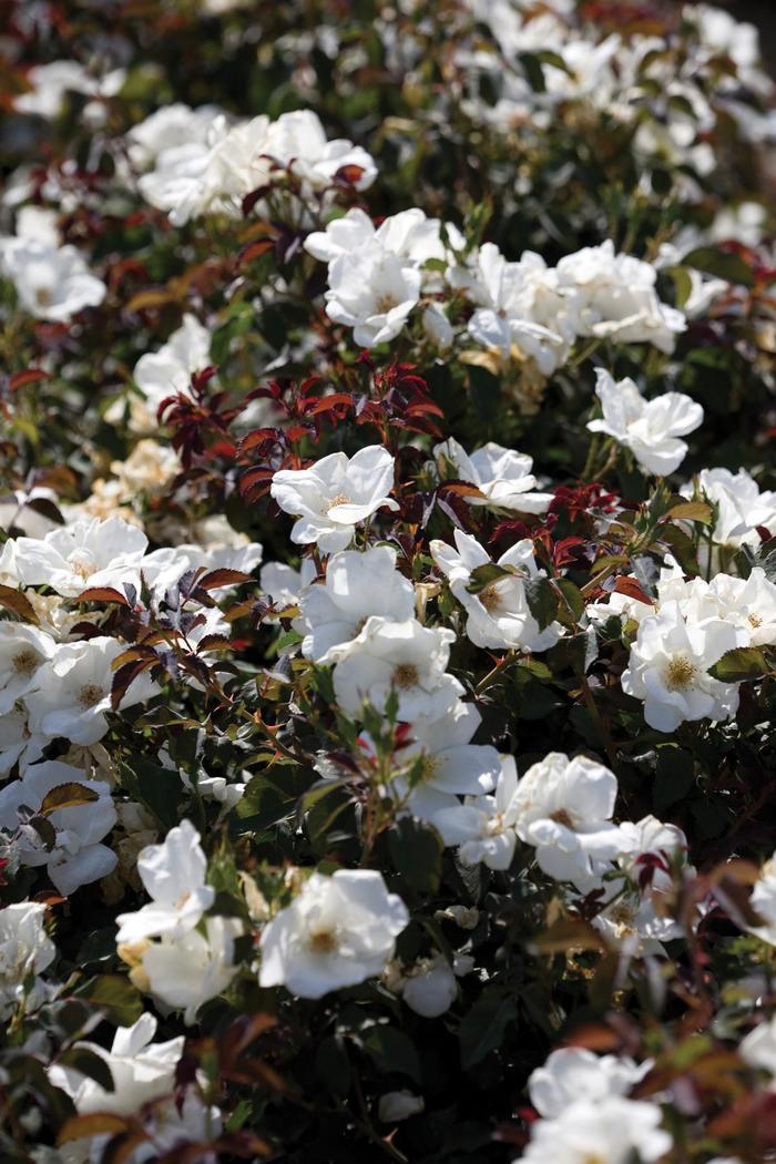 Rosa x Knock Out® 'White'