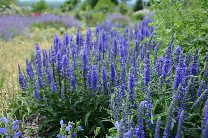 Veronica spicata Moody Blues™ 'Dark Blue'