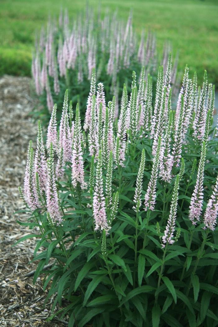 Veronica spicata Moody Blues™ 'Pink'