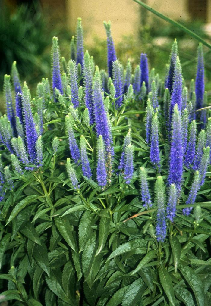 Veronica spicata 'Royal Candles'