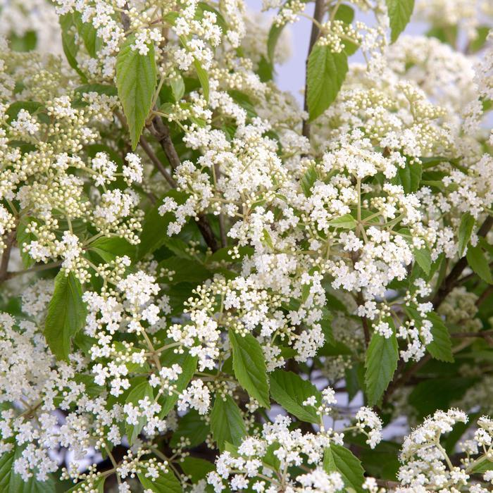 Viburnum luzonicum 'Snow Joey®'