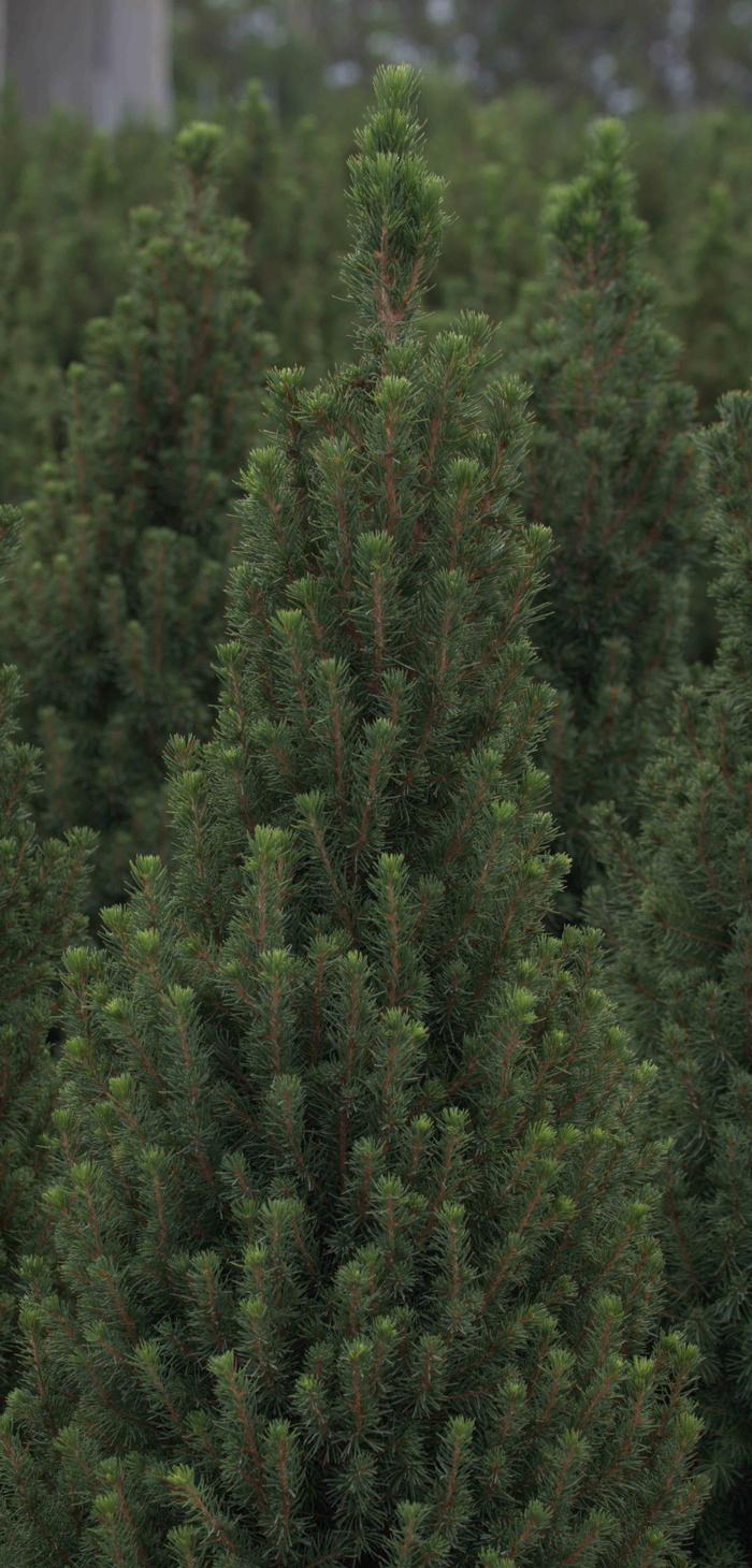 Picea glauca 'Alberta Blue'