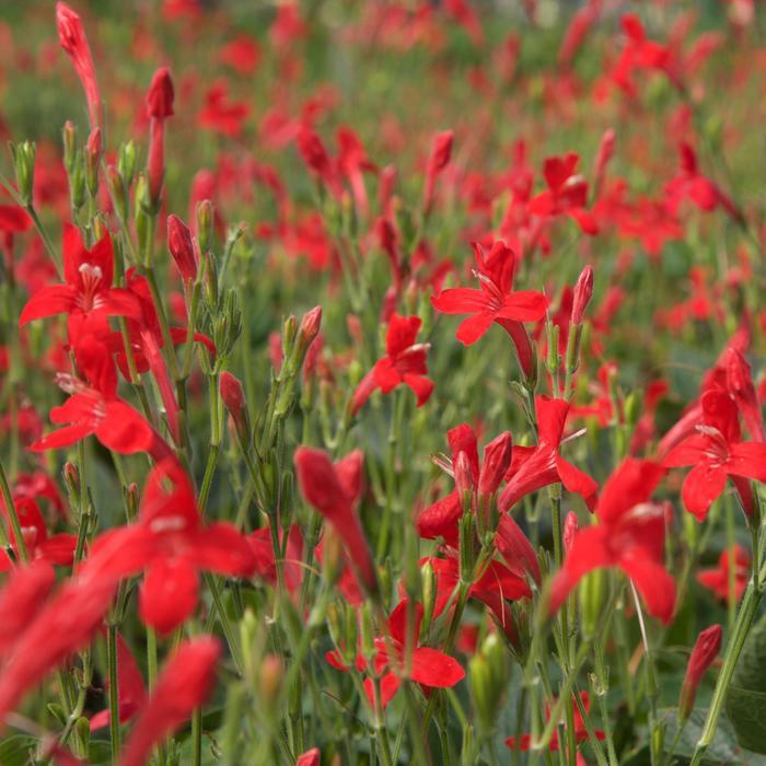 Ruellia elegans 'Ragin' Cajun™'