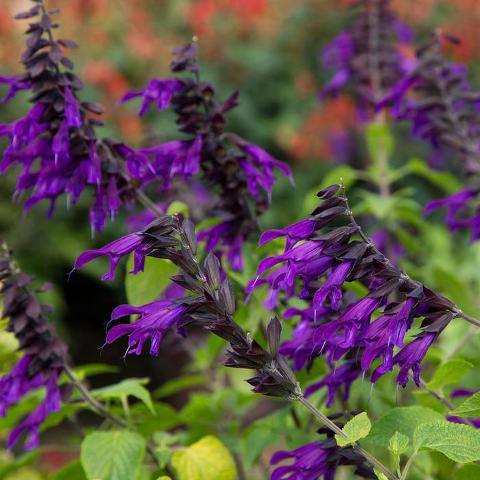 Salvia hybrid 'Amistad'